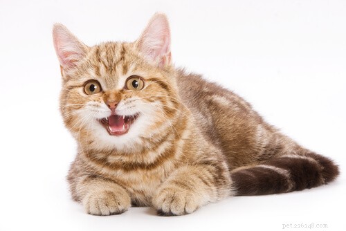 10 sinais de que você pode ter um gato pegajoso