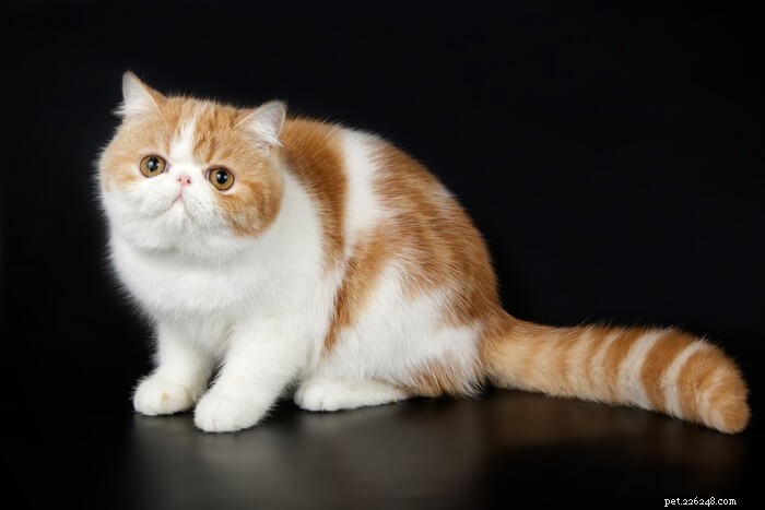 10 miti popolari sui gatti completamente sfatati da un veterinario