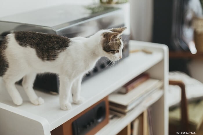 10 populära kattmyter som helt avslöjas av en veterinär