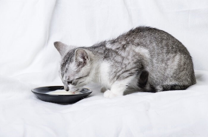 10 miti popolari sui gatti completamente sfatati da un veterinario