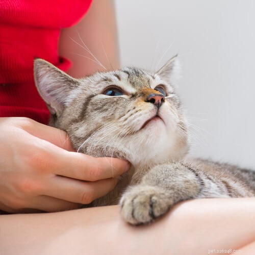 10 signes que vous pourriez avoir un chat collant