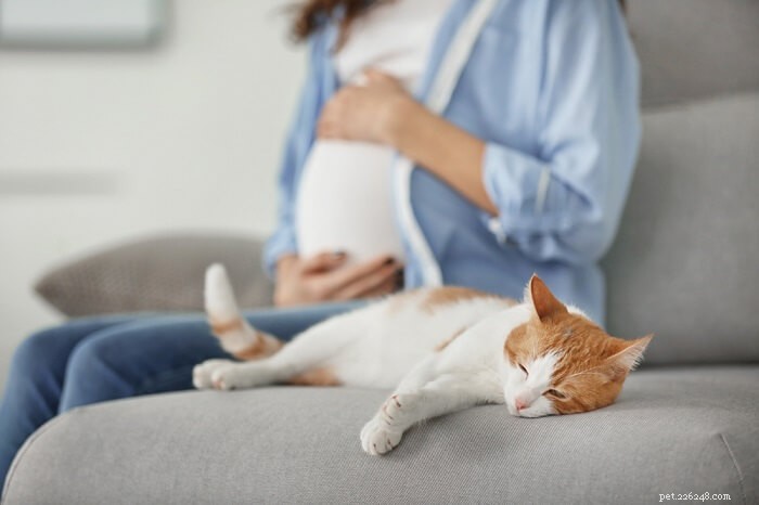10 mythes populaires sur les chats complètement démystifiés par un vétérinaire