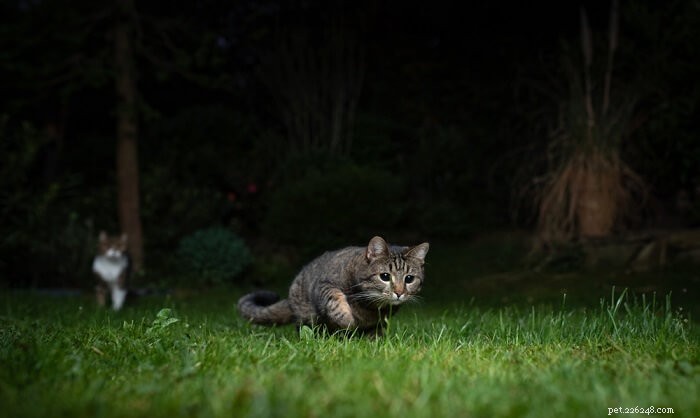 10 populära kattmyter som helt avslöjas av en veterinär