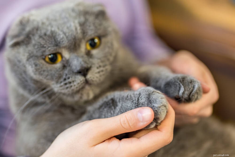 10 популярных мифов о кошках, полностью развенчанных ветеринаром