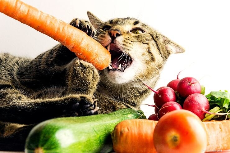 10 oblíbených kočičích mýtů zcela vyvrácených veterinářem