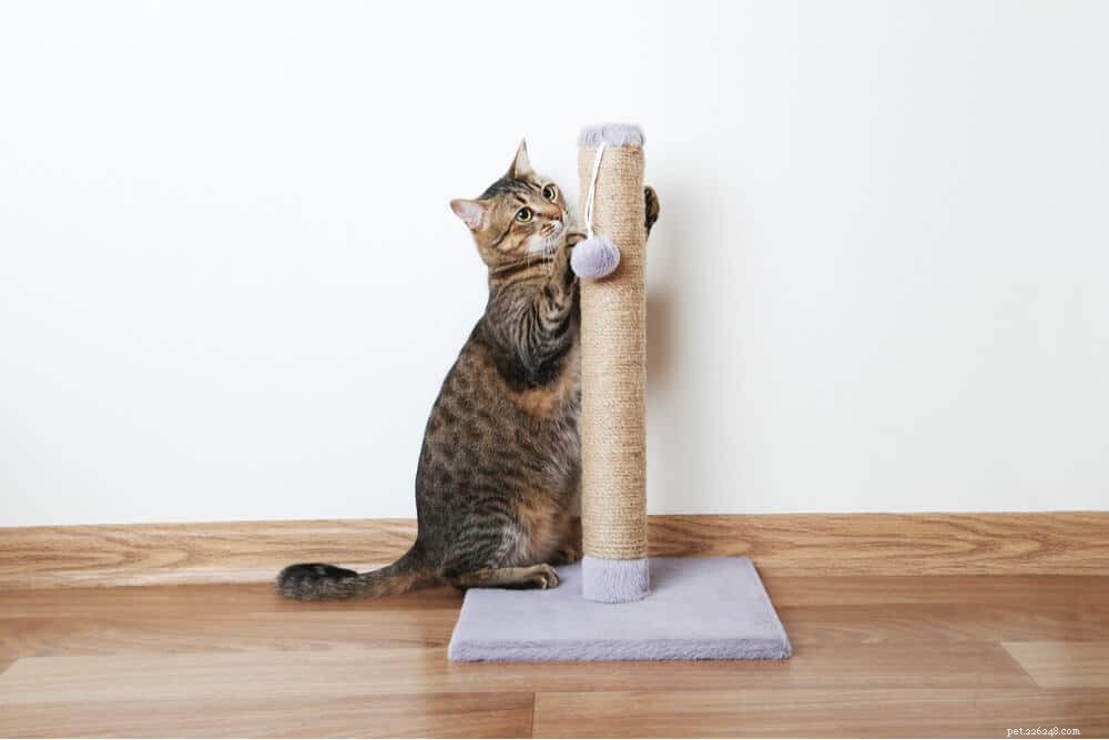 Hur man hindrar katter från att skrapa möbler