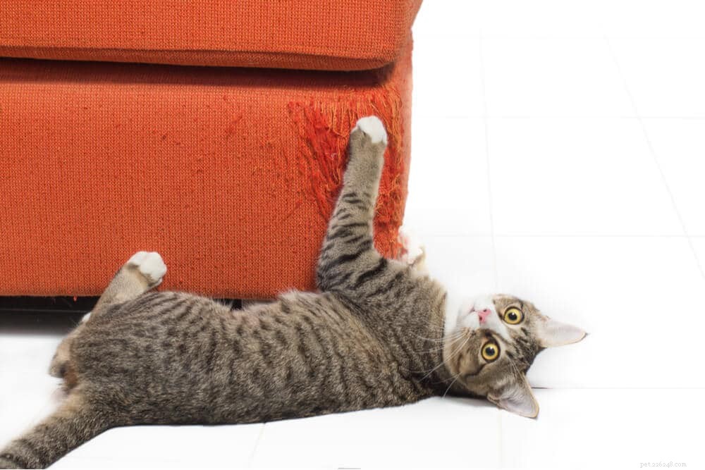 Hoe u kunt voorkomen dat katten aan meubels krabben