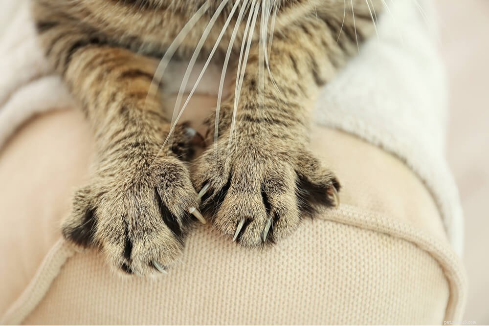 Jak zabránit kočkám v škrábání nábytku