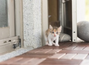 あなたの家に新しい猫を紹介する方法 