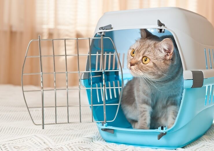 Come trasformare un gatto in un trasportino:6 passaggi per il successo