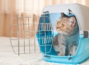 Jak dostat kočku do přepravky:6 kroků k úspěchu