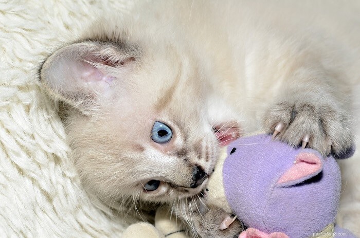 Perché i gatti allattano? Le 6 principali cause dell allattamento nei gatti