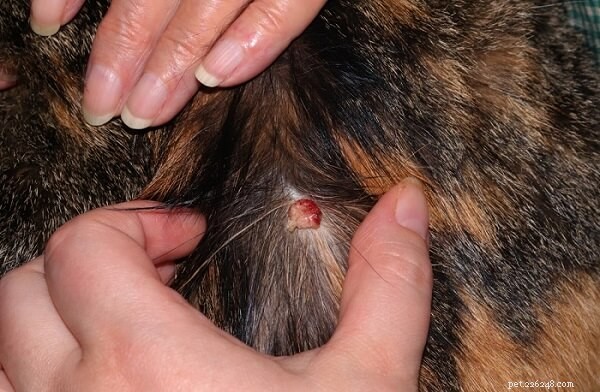 Опухоли кожи (гистиоцитома) у кошек:причины, симптомы и лечение