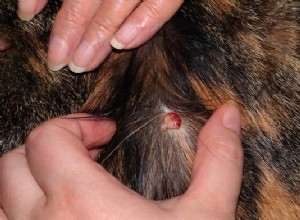 Tumeurs cutanées (histiocytome) chez le chat :causes, symptômes et traitement