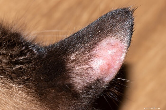 Tumori della pelle (istiocitoma) nei gatti:cause, sintomi e trattamento