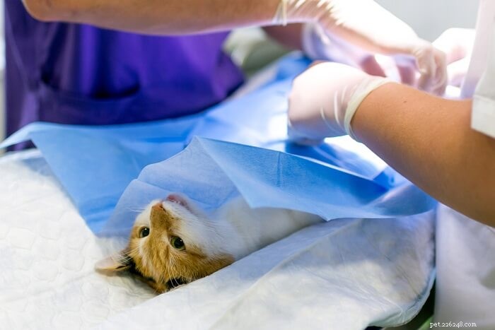 Huidtumoren (histiocytoom) bij katten:oorzaken, symptomen en behandeling