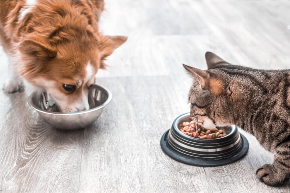 고양이가 개밥을 먹을 수 있습니까? 수의사의 관점