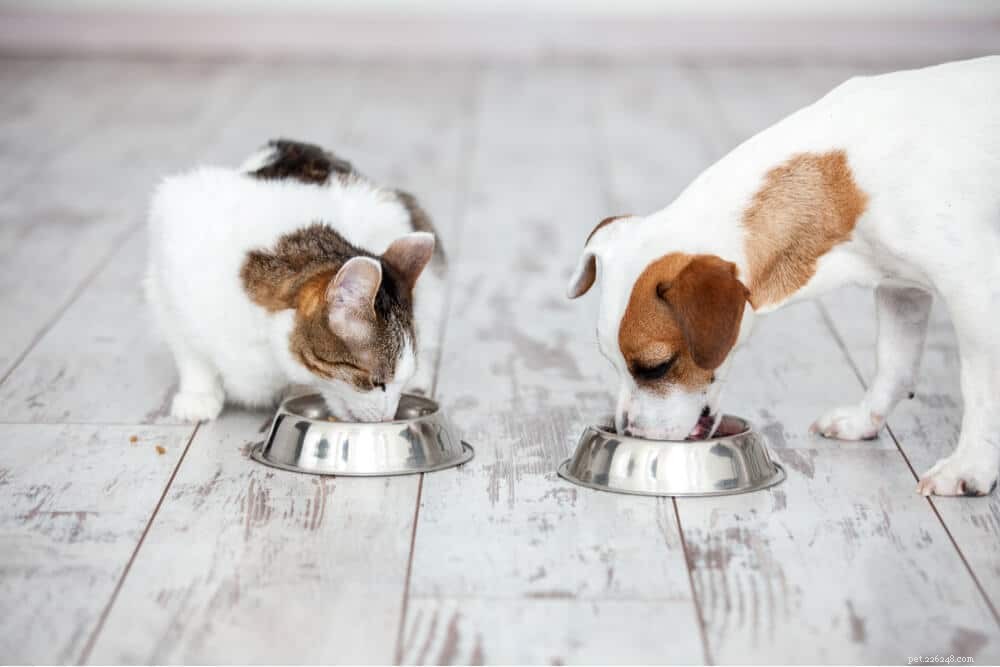 Mohou kočky jíst krmivo pro psy? Pohled veterináře