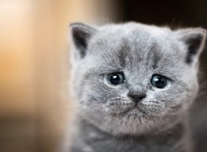 Je moje kočka v depresi? Příznaky, příznaky a jak pomoci