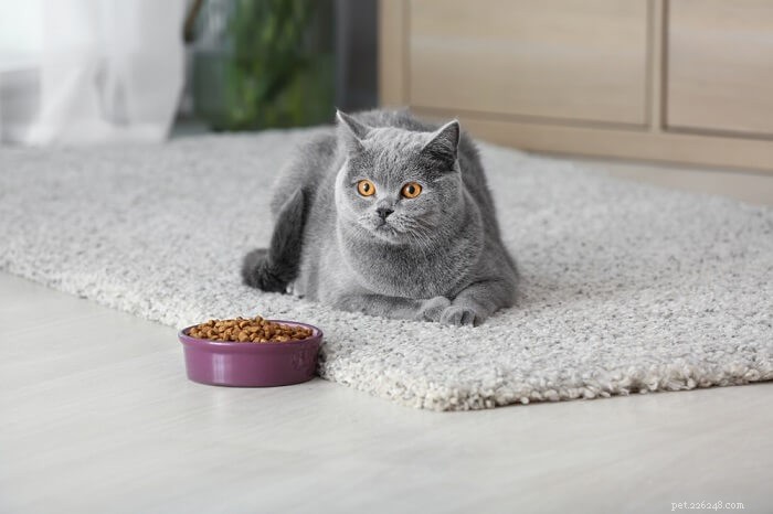 Matsmältningsenzymer för katter:Allt du behöver veta
