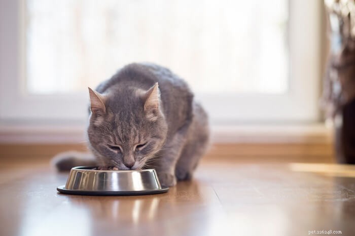 Spijsverteringsenzymen voor katten:alles wat u moet weten