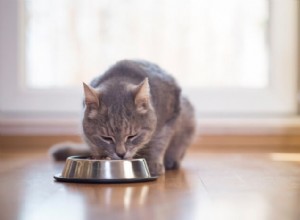 猫のための消化酵素：あなたが知る必要があるすべて 