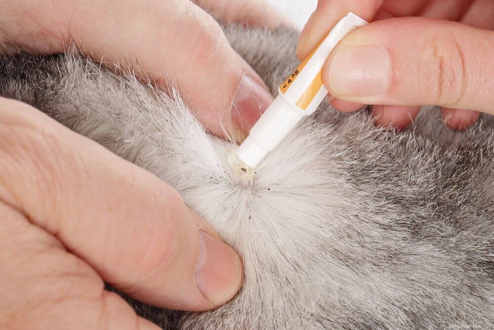 Como se livrar de pulgas em seu gato