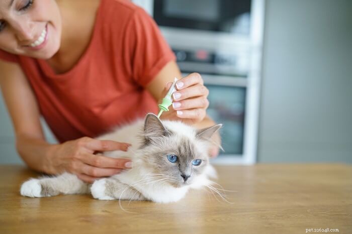Hoe zich te ontdoen van vlooien op uw kat