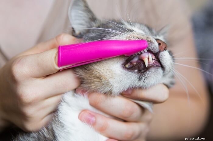 猫の歯のクリーニングの完全ガイド 