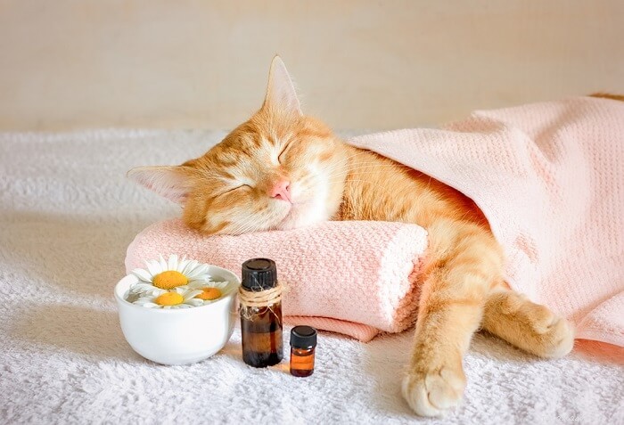 Homeopati för katter:Vad du behöver veta