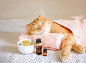 Homeopatia para gatos:o que você precisa saber