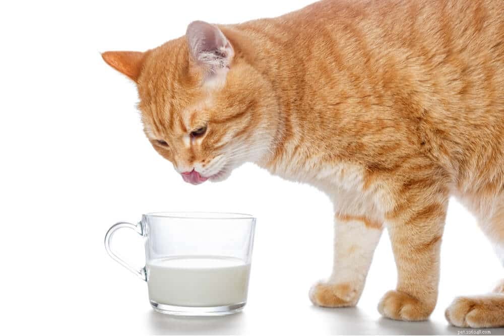Is melk goed voor katten?