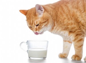 Le lait est-il bon pour les chats ?