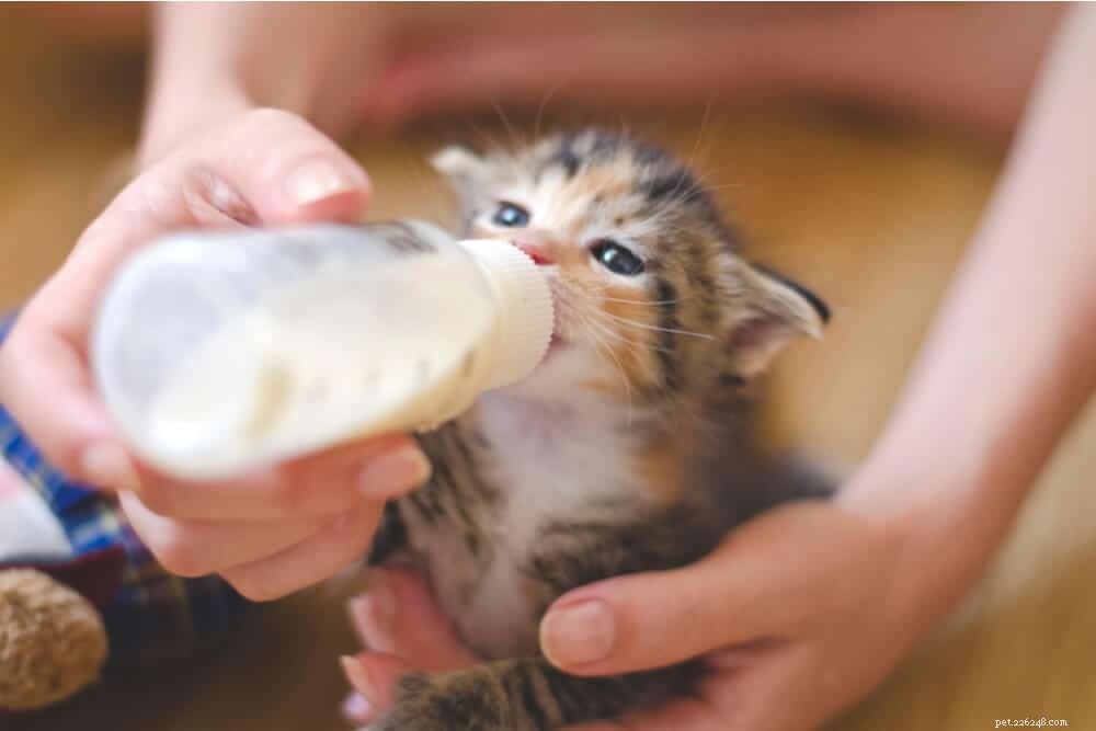 Is melk goed voor katten?