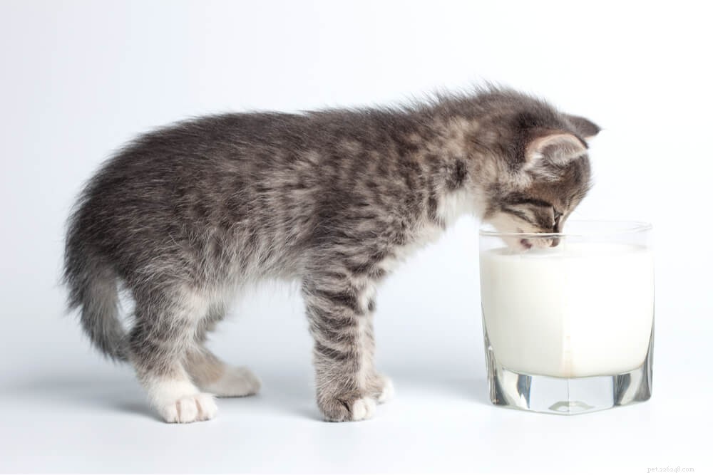 O leite é bom para gatos?