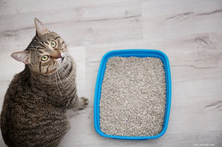 獣医が承認した猫の糞チャート：猫の糞を解読する 