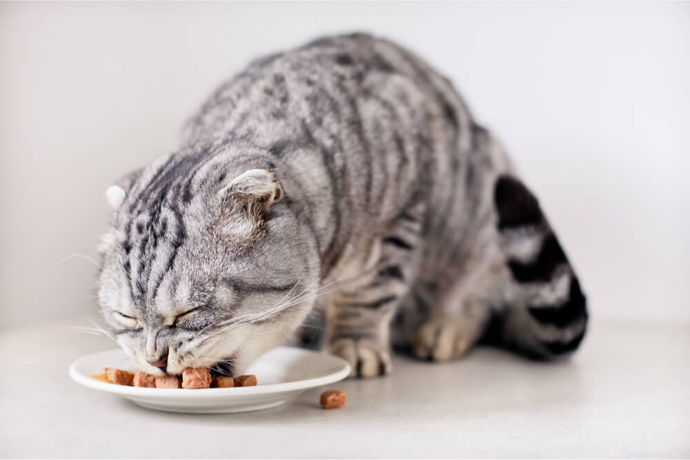 Våt vs. torrfoder för katter:Vad är bättre för katter?