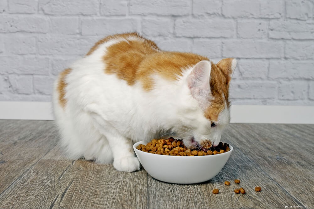 Nourriture humide ou sèche pour chat :quoi de mieux pour les chats ?