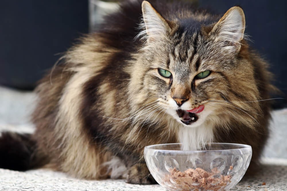 Ração para gatos úmida versus seca:o que é melhor para gatos?