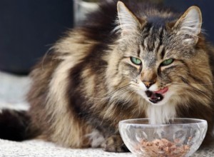 Ração para gatos úmida versus seca:o que é melhor para gatos?