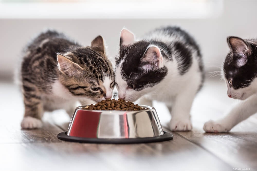 Våt vs. torrfoder för katter:Vad är bättre för katter?
