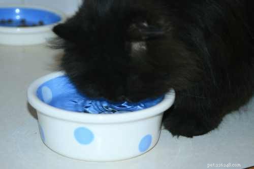 Guida all alimentazione del gatto persiano:Sì, sono soffice e carino, ora nutrimi!