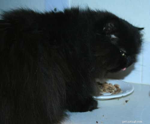 Guida all alimentazione del gatto persiano:Sì, sono soffice e carino, ora nutrimi!