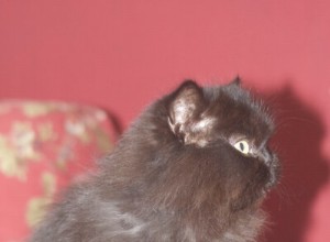 Guide d alimentation du chat persan :Oui, je suis moelleux et mignon - Maintenant, nourris-moi !