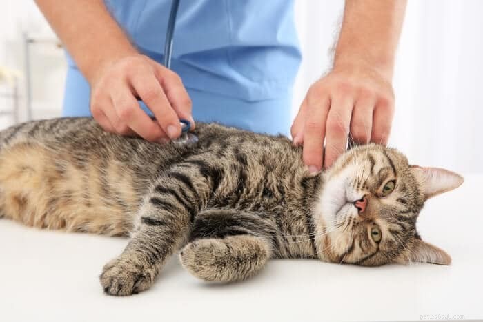 Hyperthyroïdie chez les chats, symptômes, traitement et causes