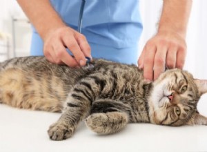 Гипертиреоз у кошек, симптомы, лечение и причины 