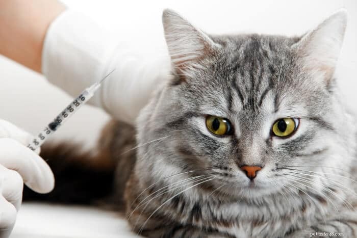 Convenia pour chats :un antibiotique injectable unique de longue durée pour chats