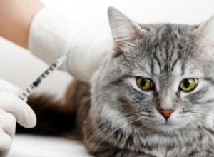 Convenia pour chats :un antibiotique injectable unique de longue durée pour chats