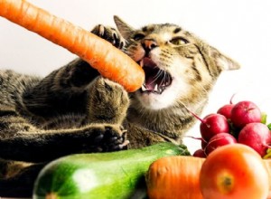 Är frukt och grönsaker säkra för katter? Vad varje kattägare bör veta 