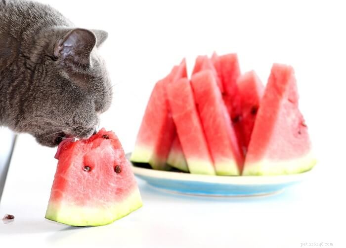 Är frukt och grönsaker säkra för katter? Vad varje kattägare bör veta 